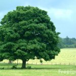 Czy drzewa mają duszę? Scenariusz lekcji