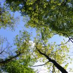 Okres dorastania (psychologia rozwojowa)